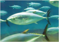 A-LF-Sea 600¡¡20kg ¡ÚÆüËÜ¥Ú¥¤¥ó¥È¡¦¥Ë¥Ã¥Ú¡Û